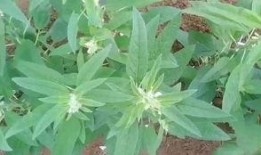 景区小视频在线观看,跟随小视频领略绝美风光